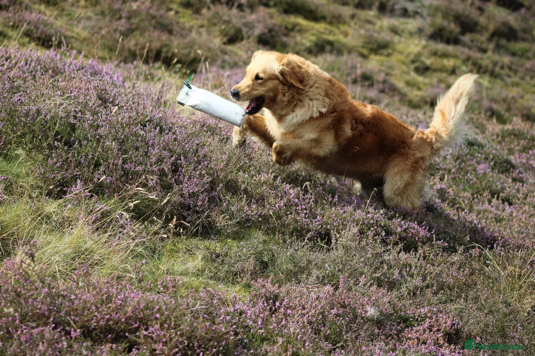 Golden Retriever dogs for stud: GOLDEN RETRIEVER STUD DOG  - Advert 3