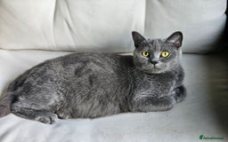 British Shorthair cats for sale: 4 years old British Short-hair - Image 4