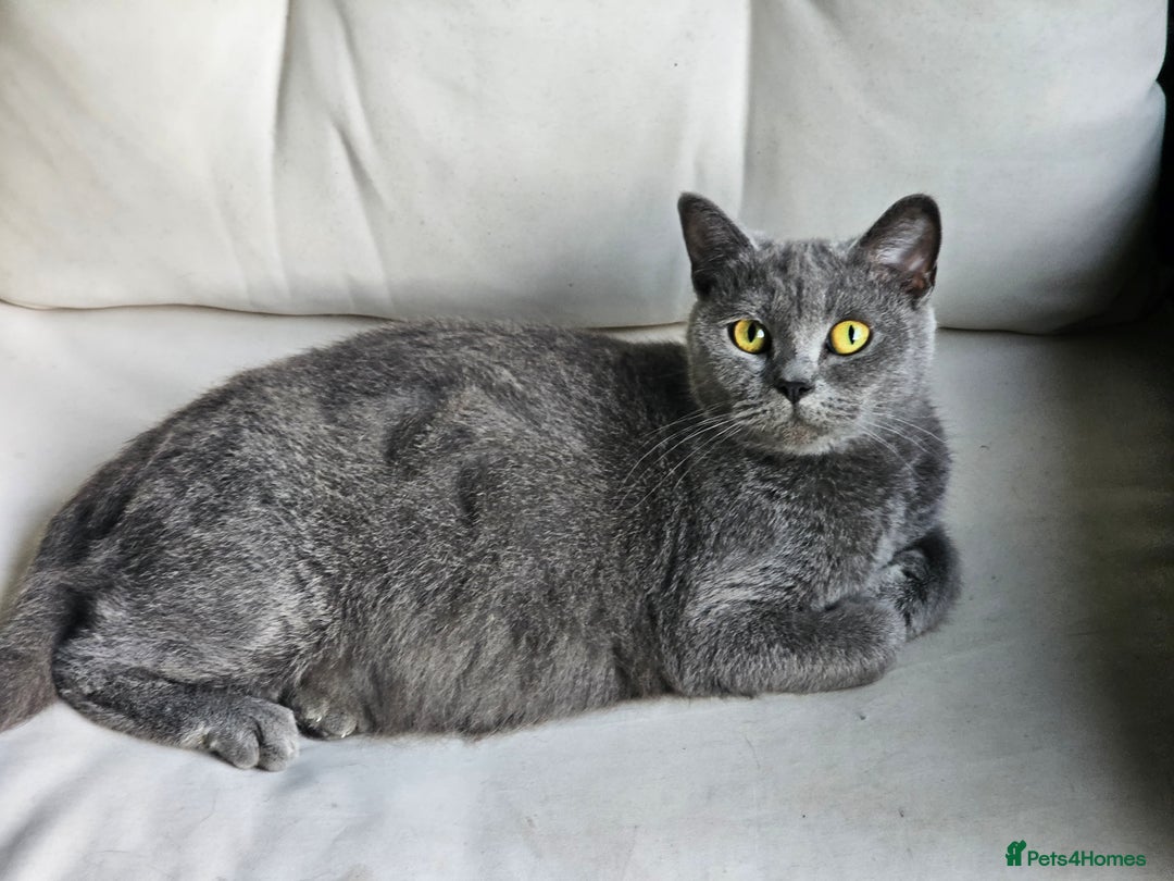 British Shorthair cats for sale: 4 years old British Short-hair - Image 4