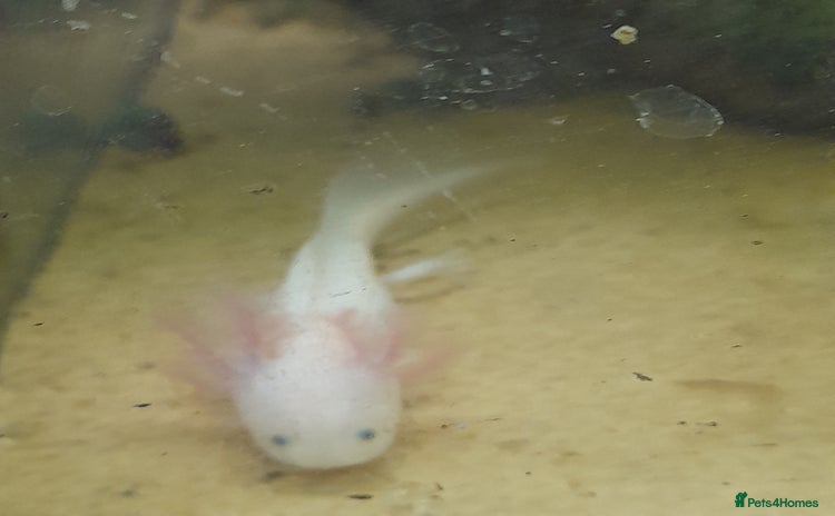 Axolotl reptiles - Advert 1
