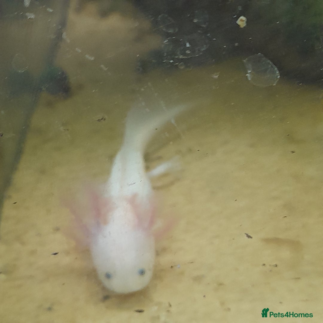 Axolotl reptiles for sale: Axolotls  - Image 1