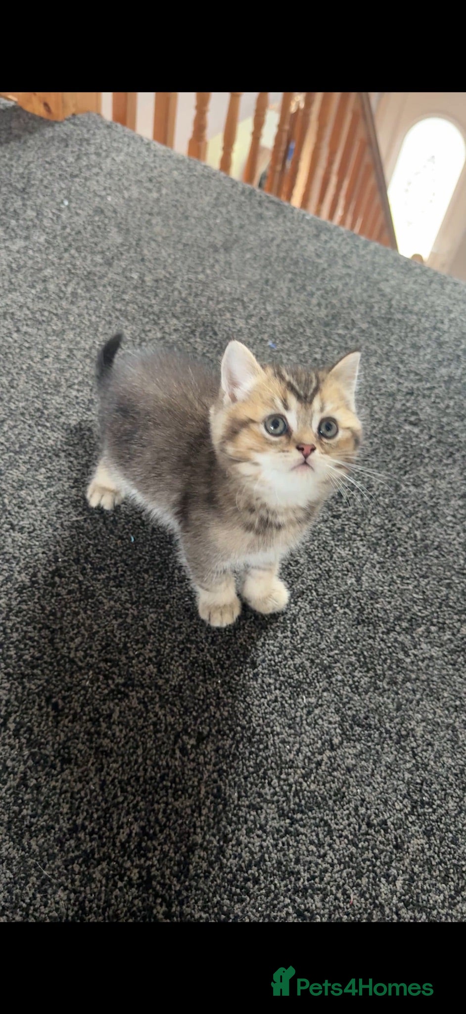 British Shorthair cats Two golden brown boys & 1 white girl available  - Advert 5