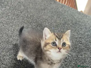 British Shorthair cats Two golden brown boys & 1 white girl available - Advert 3