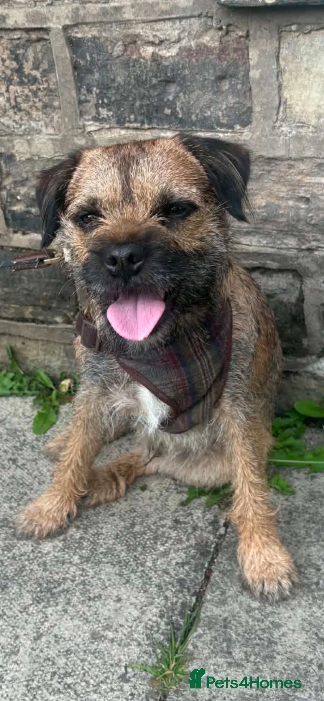 Border Terrier dogs for sale: One gorgeous little boy left - Advert 2