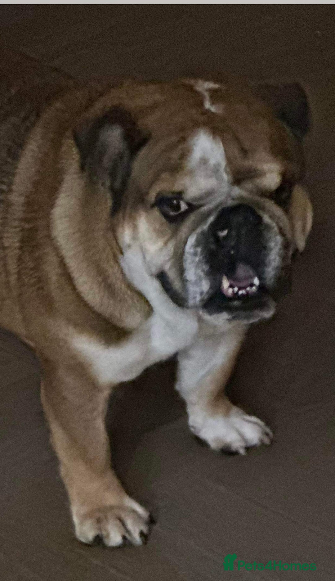 English Bulldog dogs for sale: English bulldog  - Advert 3