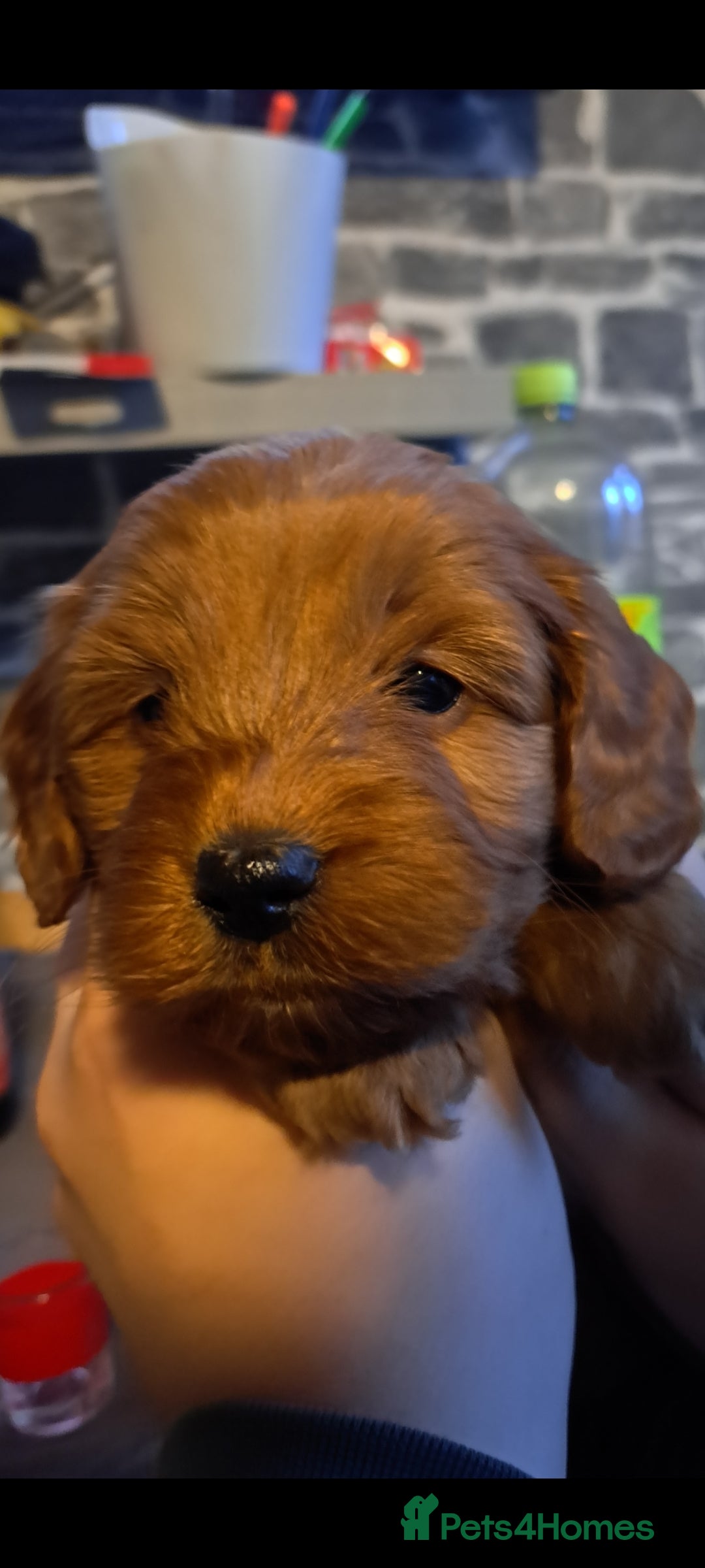 Cockapoo dogs for sale: Miniature cockapoos  - Advert 8