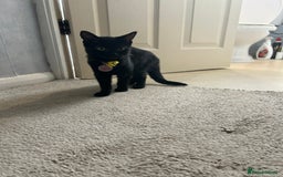 Domestic Shorthair cats for sale: Black female kitten needing loving home  - Image 3