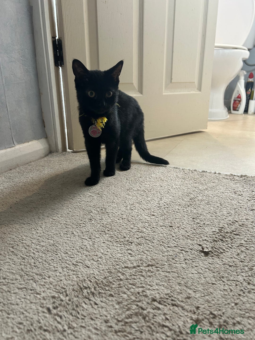 Domestic Shorthair cats for sale: Black female kitten needing loving home  - Image 3