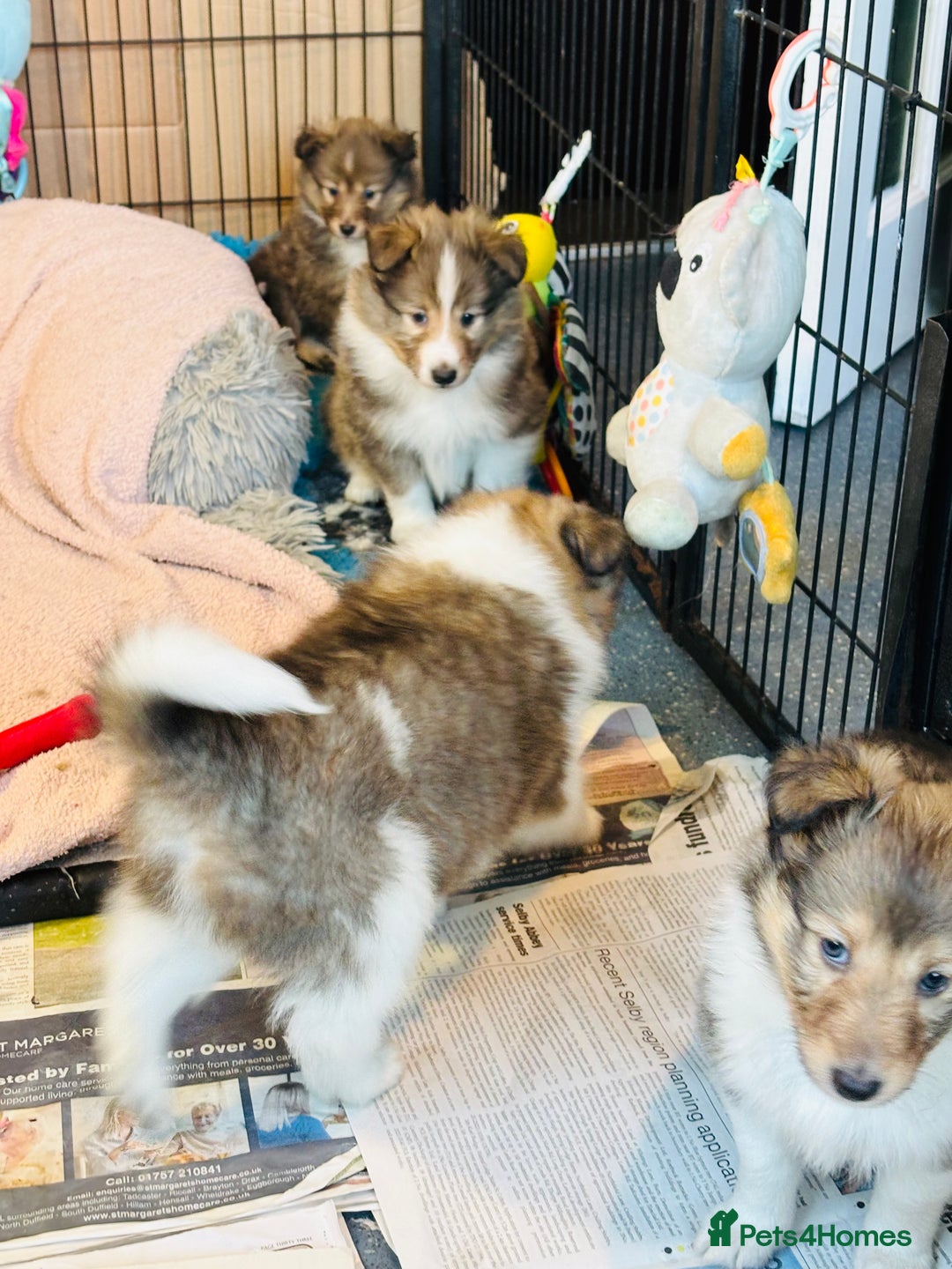 Shetland Sheepdog dogs for sale: Beautiful sable Shetland sheepdog puppies  - Advert 17