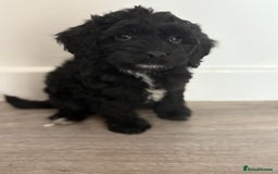Cockapoo dogs for sale: Cockapoo puppies - Image 6