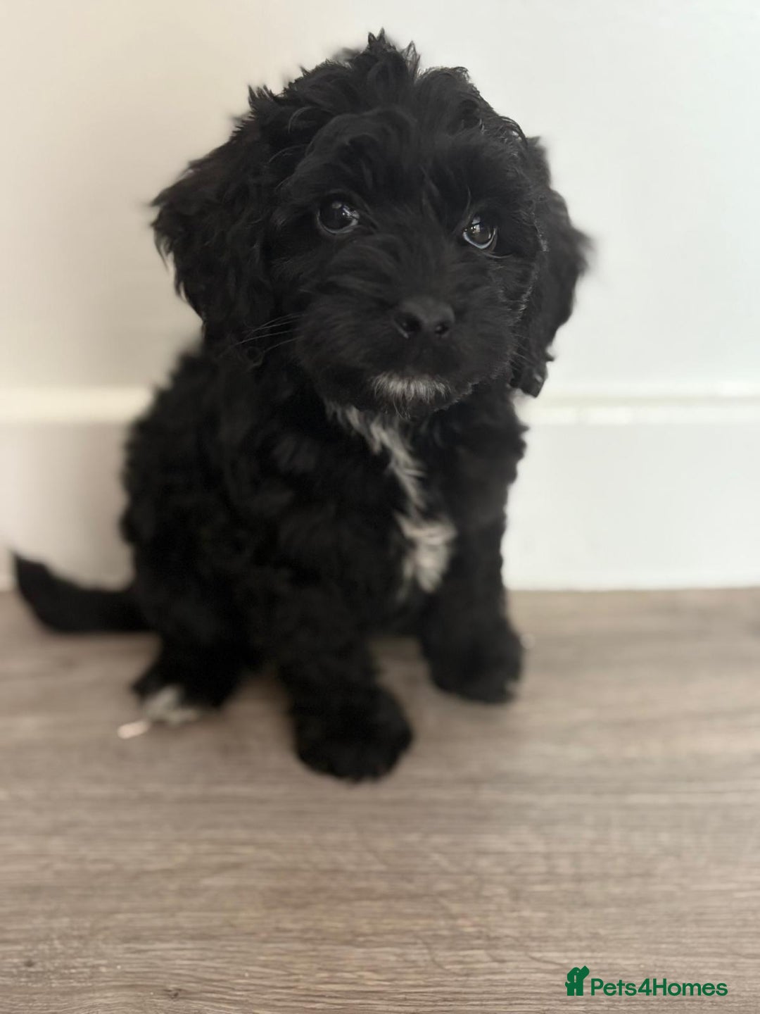 Cockapoo dogs for sale: Cockapoo puppies - Image 6
