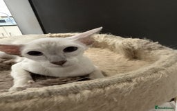 Siamese cats for sale: Lovely Siamese female Lilac Point Active Register - Image 5