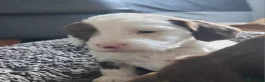 Pat