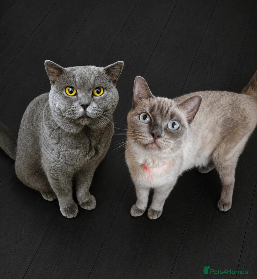 British Shorthair cats BSH's Need Rehoming ASAP - Advert 10