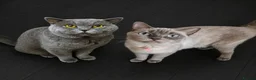 British Shorthair cats for sale: BSH's Need Rehoming ASAP - Advert 1
