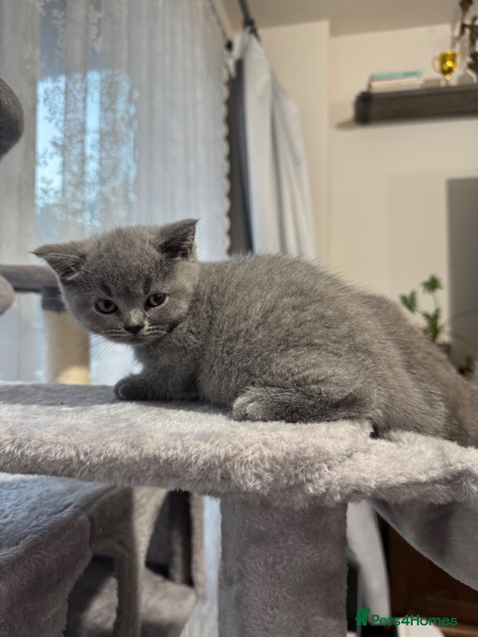 British Shorthair cats Beautiful Pure British Shorthair Blue Kittens  - Advert 1