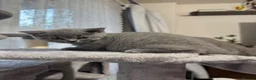 British Shorthair cats for sale: Beautiful Pure British Shorthair Blue Kittens  - Advert 9