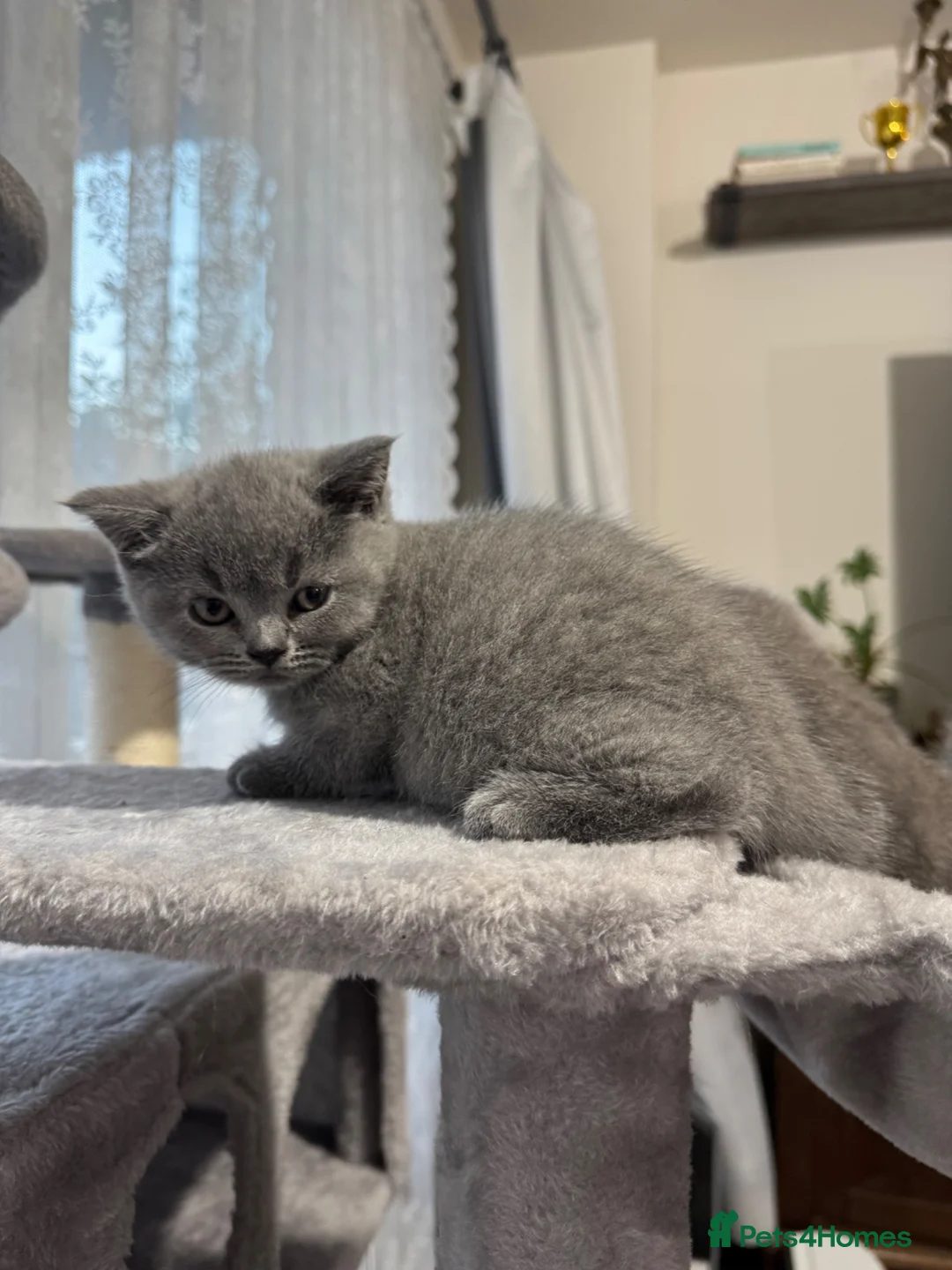 British Shorthair cats for sale: Beautiful Pure British Shorthair Blue Kittens  - Advert 2