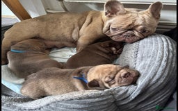 French Bulldog dogs for sale: Adorable Isabella carrying pink frenchie pups - Image 6