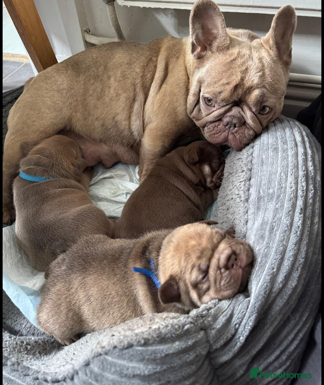 French Bulldog dogs for sale: Adorable Isabella carrying pink frenchie pups - Image 6