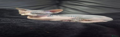 Sphynx Kitten 1