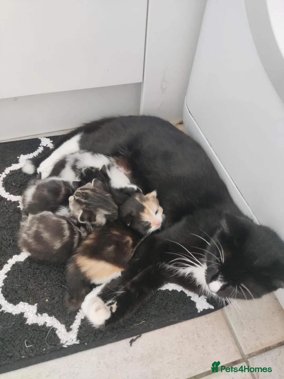 Domestic Shorthair cats for sale: 4 little kittens are looking for a family in Norwich - Advert 17