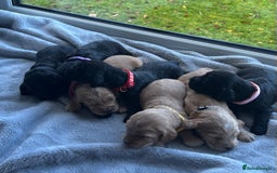 Cocker Spaniel dogs for sale: ✨ Cuddles Await from our Cocker Spaniel Pups  - Image 37