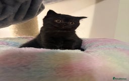 British Shorthair cats for sale: Beautiful British shorthair champion bloodlines - Image 36