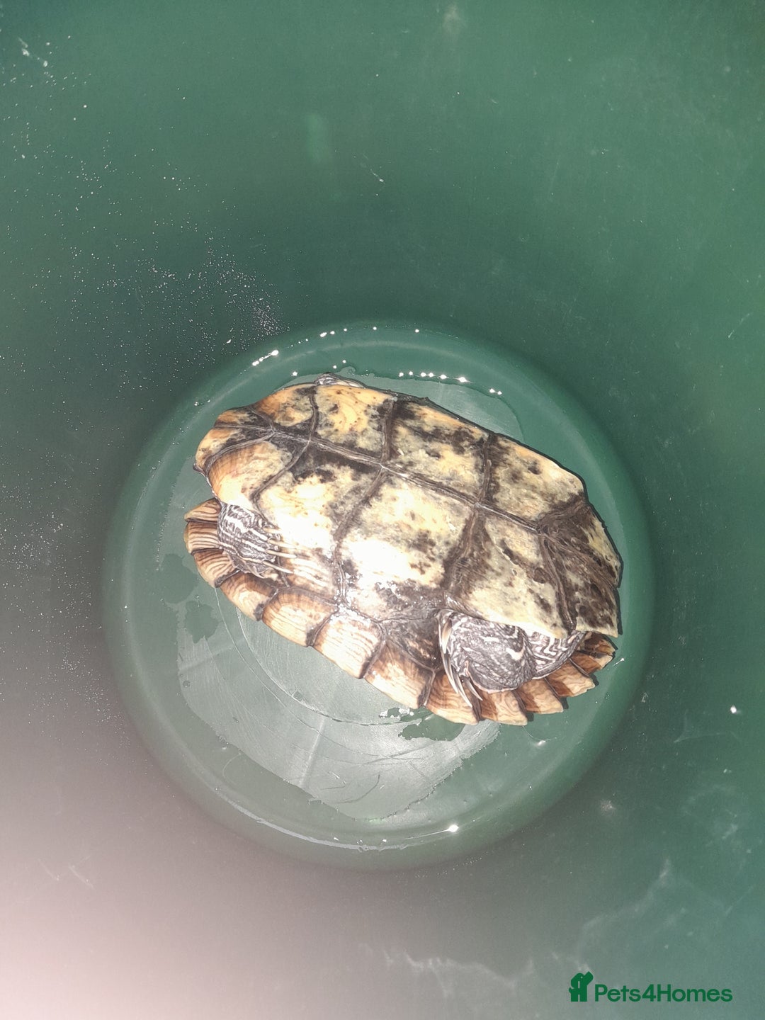 Turtle reptiles for sale: Free mississippi turtle  - Image 3
