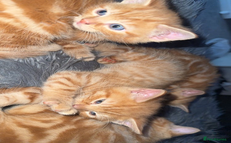 Mixed Breed cats - Advert 19
