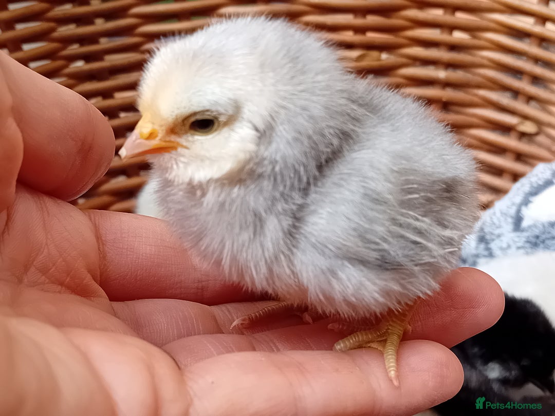 Chickens poultry for sale: Sweet Little Barbu d’Anvers Chicks Now Available - Image 17