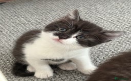 British Shorthair cats for sale: Beautiful half BSH Kittens  - Image 19
