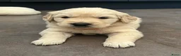 Golden Retriever dogs for sale: KC Golden Retriever Puppies Health Tested Parents - Advert 4