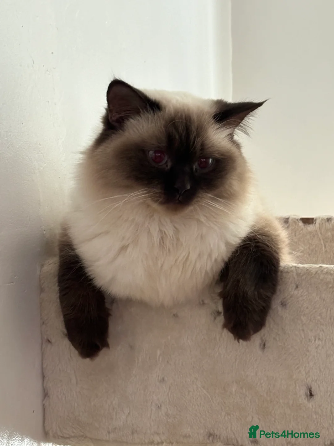 British Longhair cats for sale: British longhaired female - Advert 1