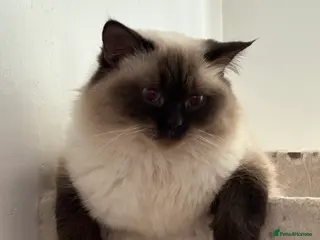 British Longhair cats British longhaired female - Advert 1