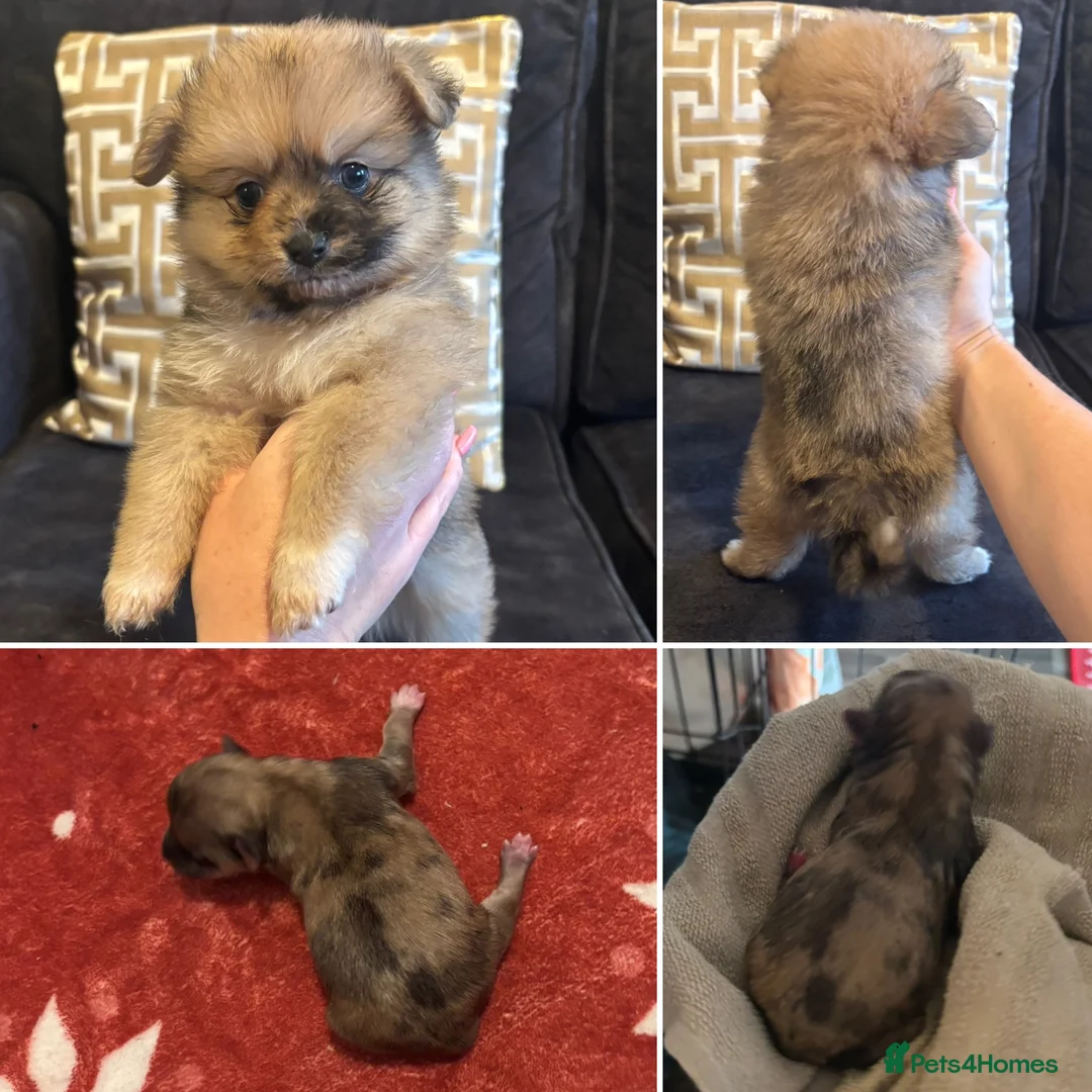 Pomchi dogs for sale: OPEN TO OFFERS READY TO LEAVE 16/02/26 - Advert 4