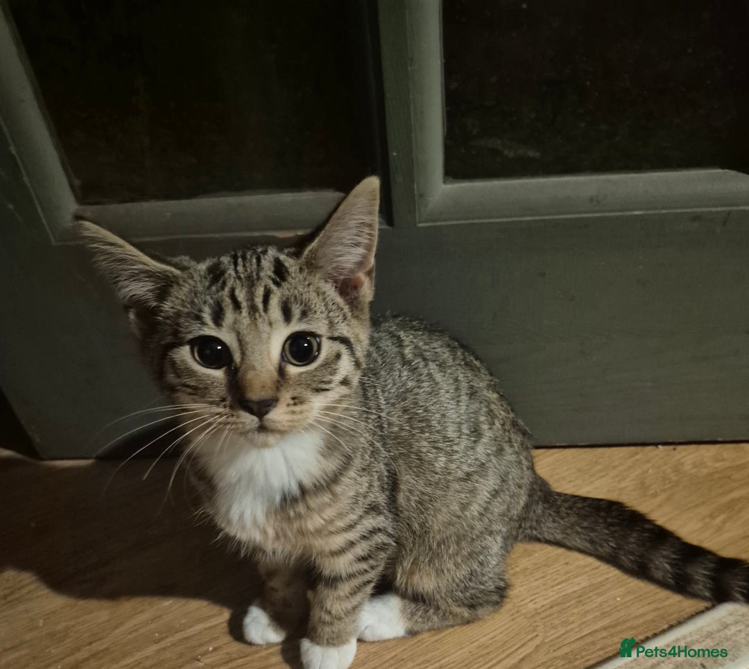 Mixed Breed cats for sale: Kittens ready for new home - Advert 3