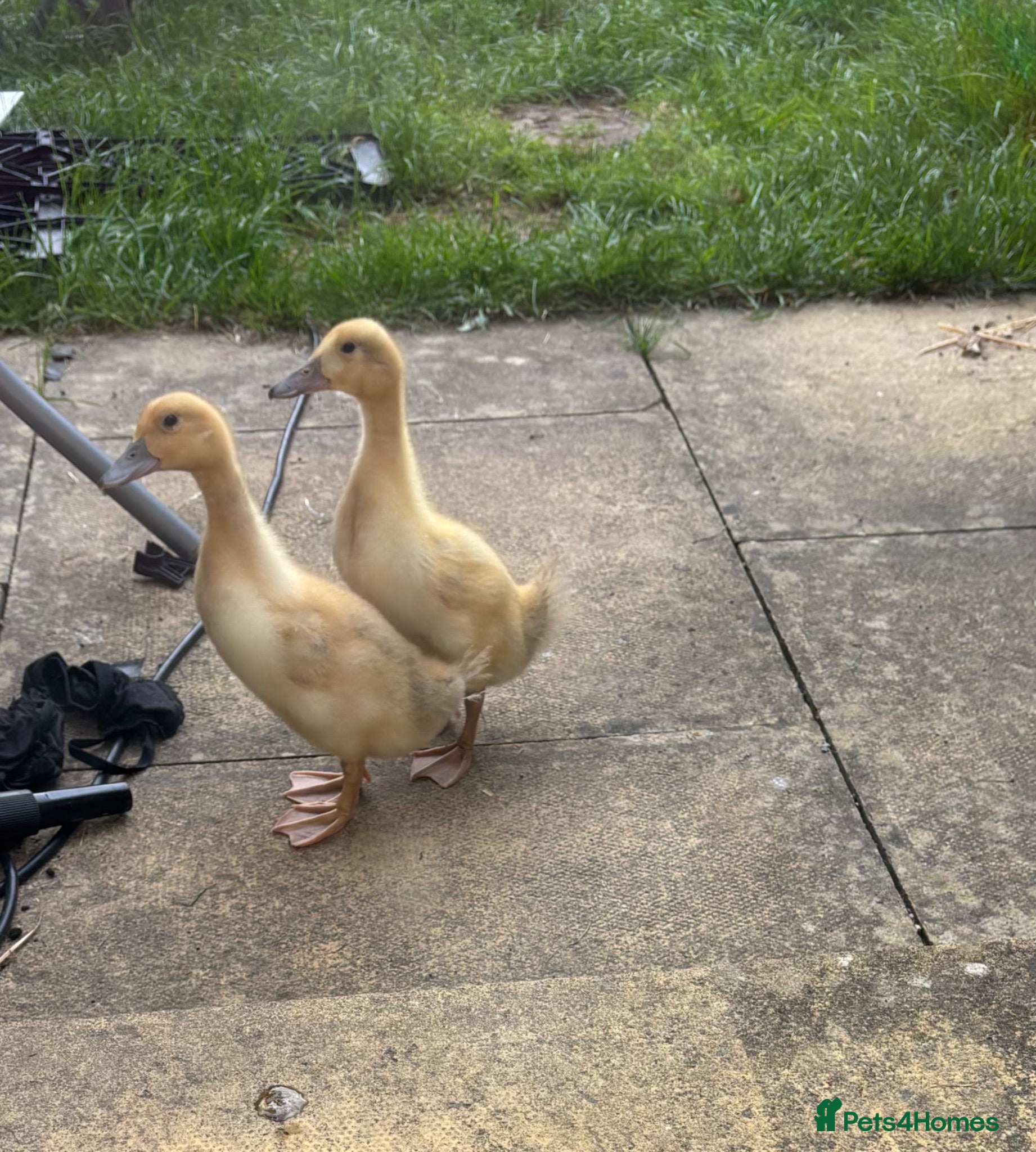 Ducks poultry Welsh harlequin ducklings  - Advert 1