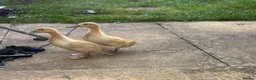 Ducks poultry for sale: Welsh harlequin ducklings  in Melksham - Advert 1