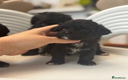 Maltipoo dogs for sale: Adorable Maltipoo Puppies - Image 7