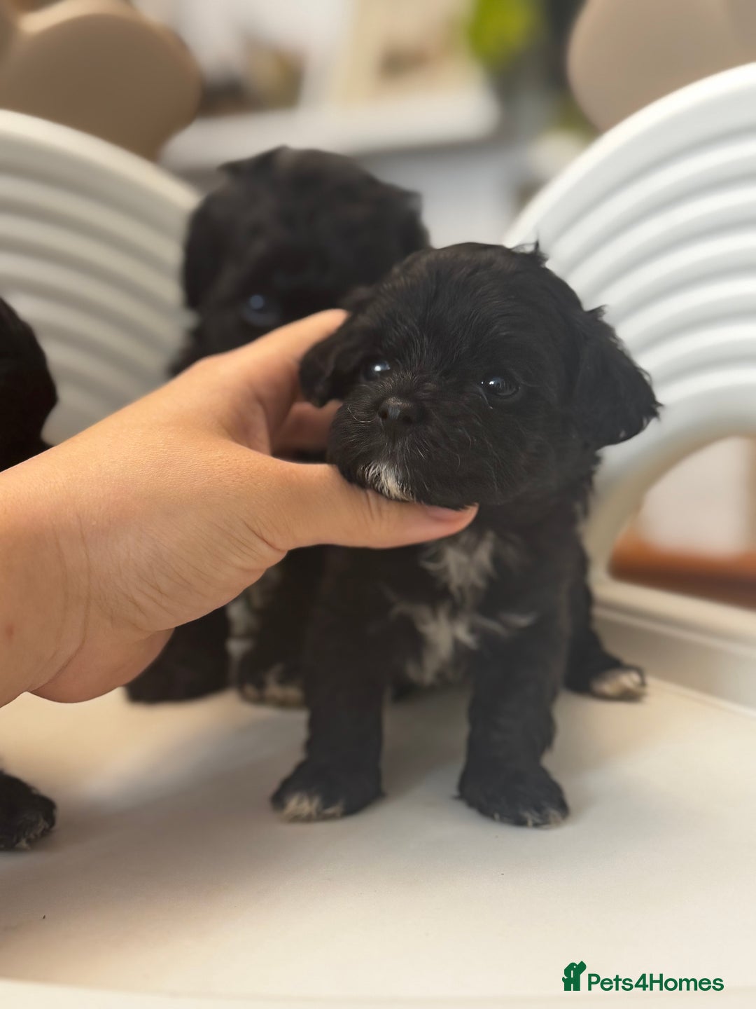 Maltipoo dogs for sale: Adorable Maltipoo Puppies - Image 7