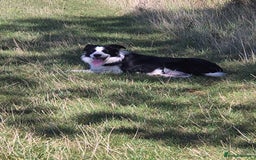 Border Collie dogs for sale: 🏡 Smart, Sweet Border Collie Pups Await You!" - Image 1