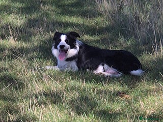 Border Collie dogs - Advert 25