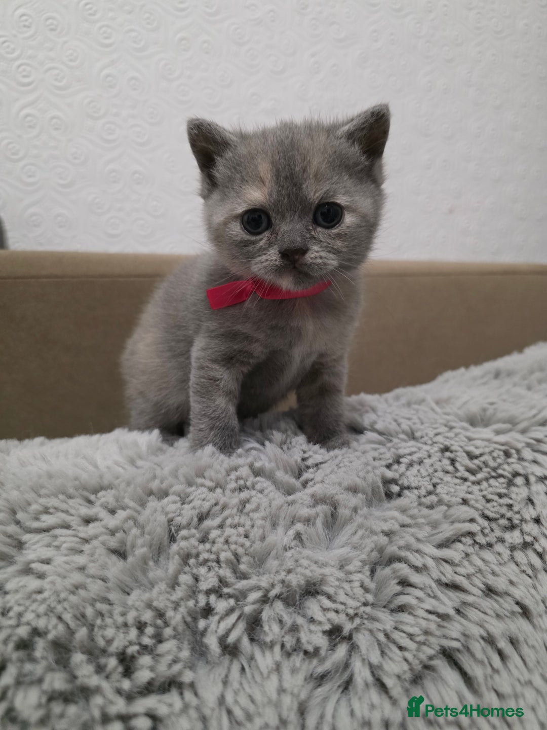 British Shorthair cats for sale: Beautiful BSH Kittens  - Advert 9