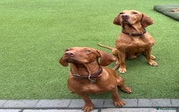 Hungarian Vizsla dogs for stud: Imported Proven KC Stud – Vadaszfai Csete  in Evesham - Image 3
