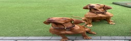 Hungarian Vizsla dogs for stud: Imported Proven KC Stud – Vadaszfai Csete  in Evesham - Advert 3