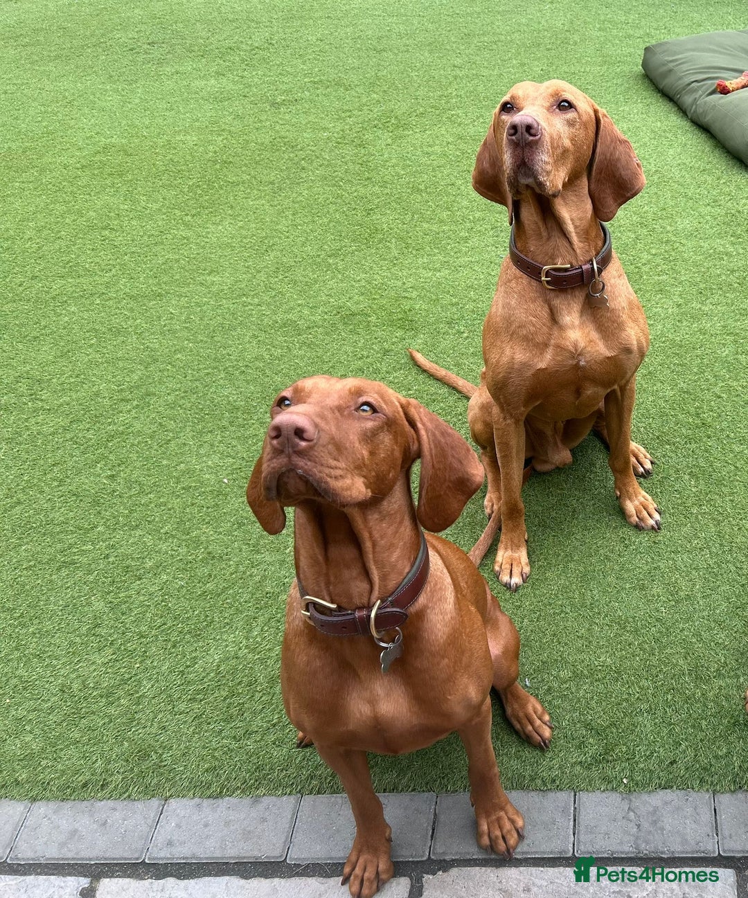 Hungarian Vizsla dogs for stud: Imported Proven KC Stud – Vadaszfai Csete  in Evesham - Image 3