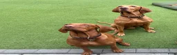 Hungarian Vizsla dogs for stud: Imported Proven KC Stud – Vadaszfai Csete  in Evesham - Advert 4