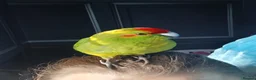 Parakeets birds for sale: 3 Kakarki parrots  in Durham - Advert 2