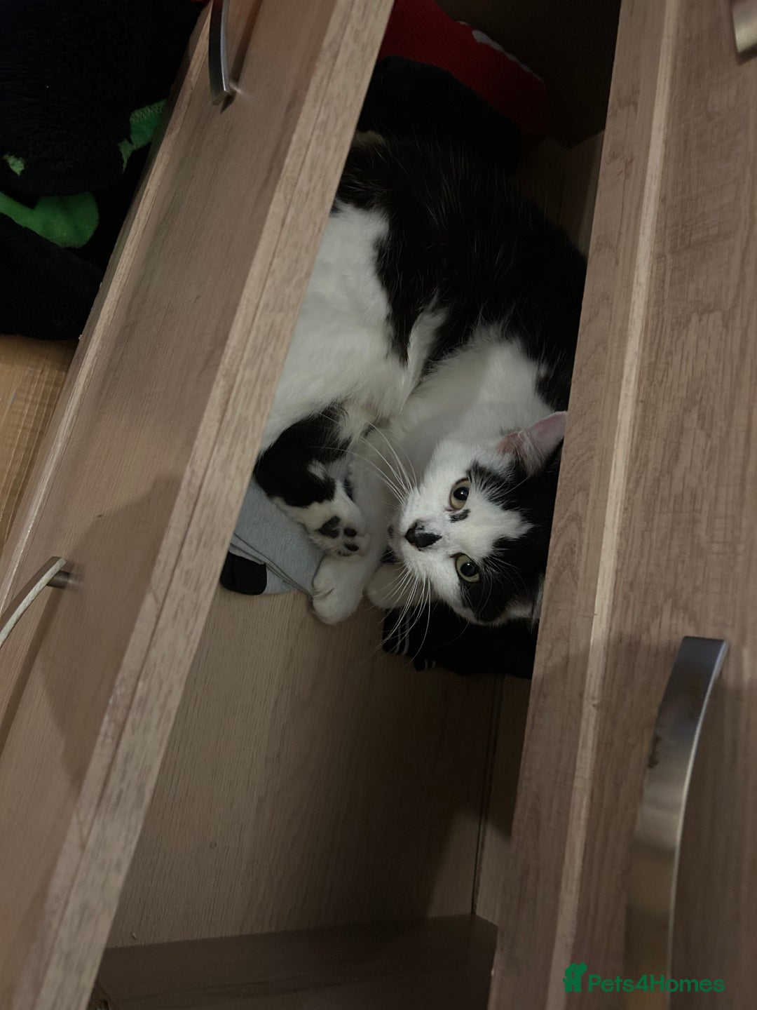 Mixed Breed cats for sale: 1 year old beautiful lady - Advert 3